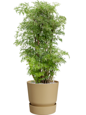 Aralia (Polyscias) 'Ming' en Greenville