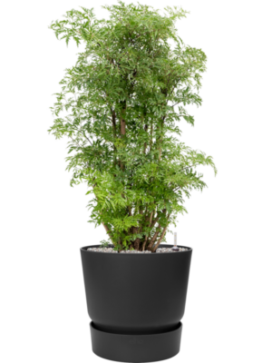 Aralia (Polyscias) 'Ming' en Greenville
