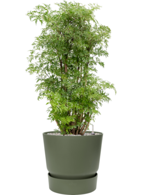 Aralia (Polyscias) 'Ming' en Greenville