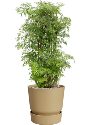 Aralia (Polyscias) 'Ming' en Greenville