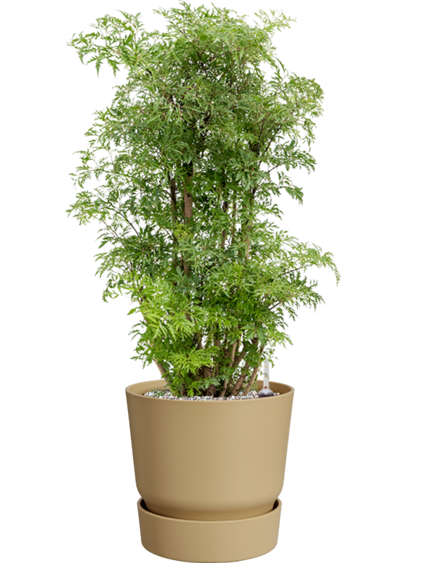 Aralia (Polyscias) 'Ming' en Greenville, Elho
