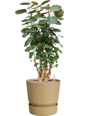 Aralia (Polyscias) 'Fabian' en Greenville