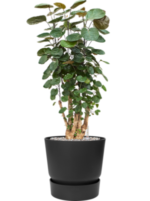 Aralia (Polyscias) 'Fabian' en Greenville