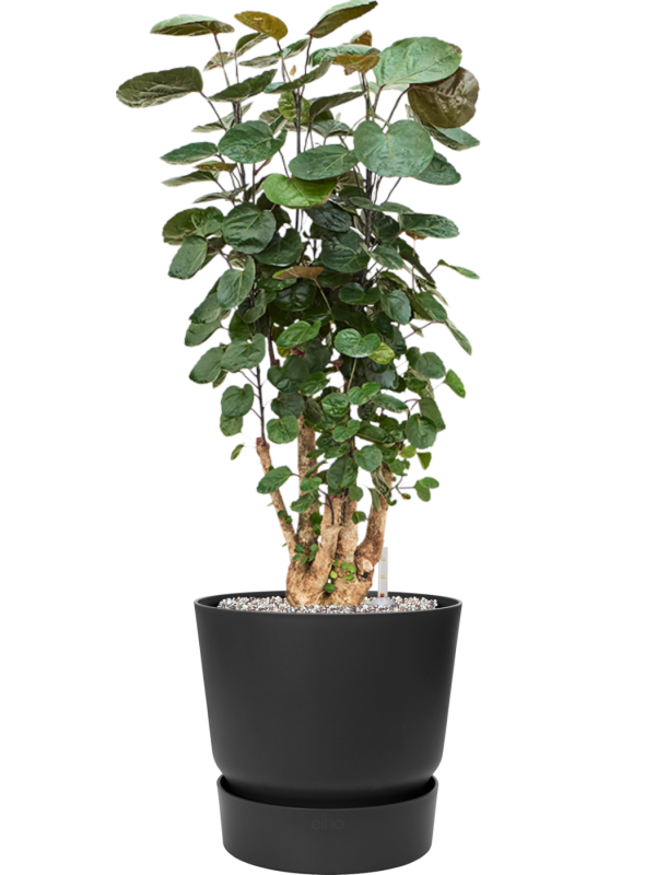 Aralia (Polyscias) 'Fabian' en Greenville, Elho