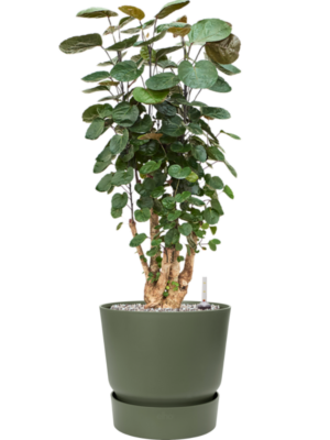 Aralia (Polyscias) 'Fabian' en Greenville