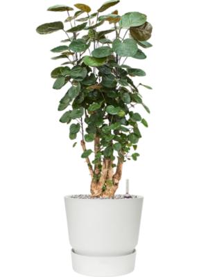 Aralia (Polyscias) 'Fabian' en Greenville