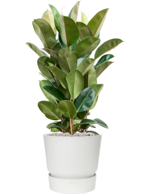 Ficus elastica 'Robusta' en Greenville