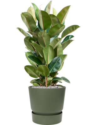 Ficus elastica 'Robusta' en Greenville