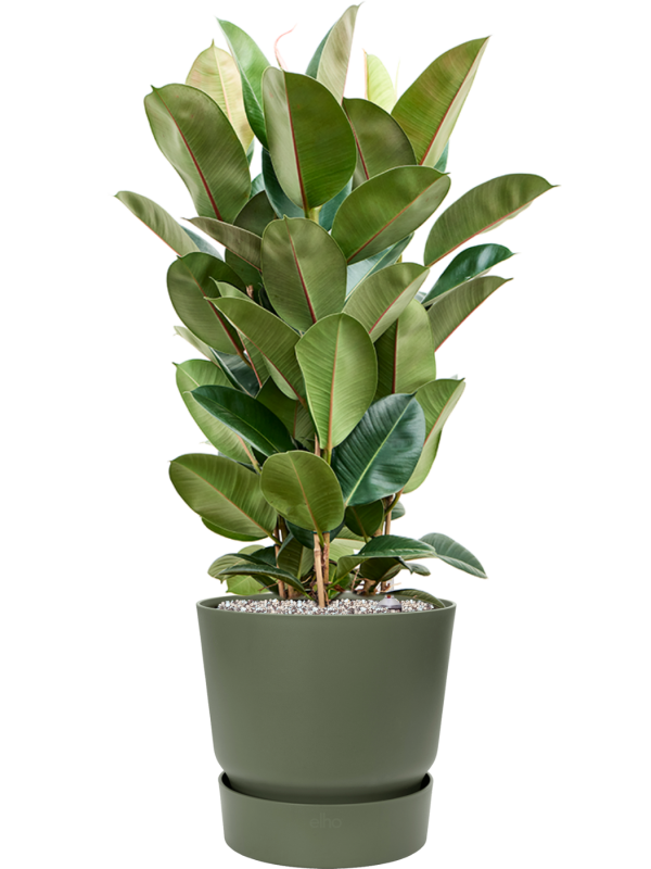 Ficus elastica 'Robusta' en Greenville, Elho