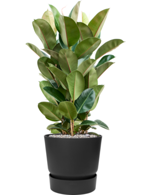 Ficus elastica 'Robusta' en Greenville