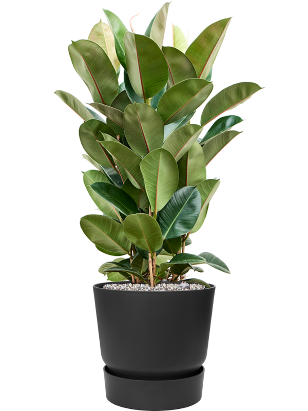 Ficus elastica 'Robusta' en Greenville, Elho