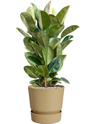 Ficus elastica 'Robusta' en Greenville