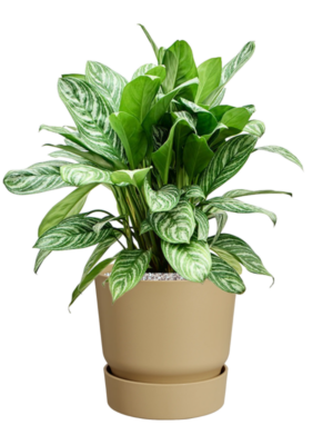 Aglaonema 'Stripes' en Greenville
