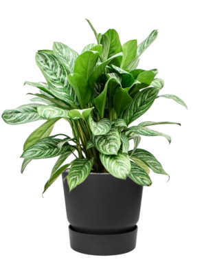 Aglaonema 'Stripes' en Greenville