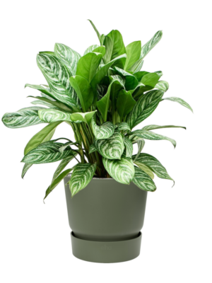 Aglaonema 'Stripes' en Greenville
