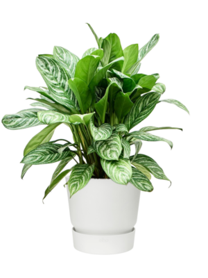 Aglaonema 'Stripes' en Greenville