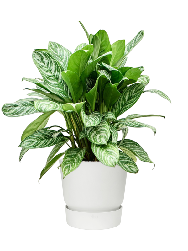 Aglaonema 'Stripes' en Greenville, Elho