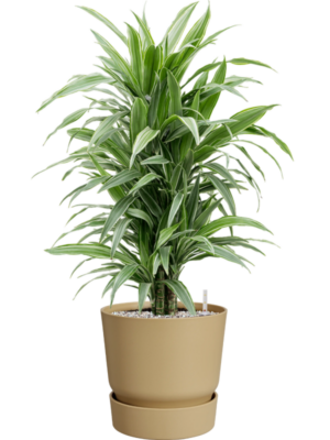 Dracaena deremensis 'Warneckei' en Greenville