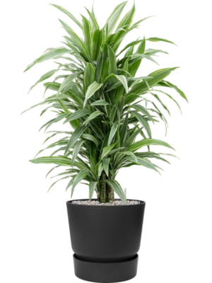 Dracaena deremensis 'Warneckei' en Greenville