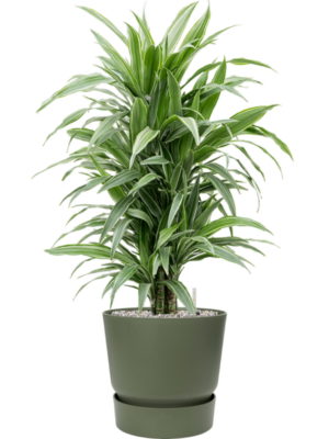 Dracaena deremensis 'Warneckei' en Greenville