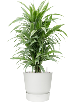 Dracaena deremensis 'Warneckei' en Greenville
