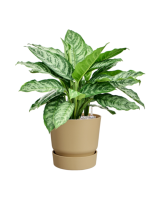 Aglaonema 'Chantal' en Greenville