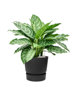 Aglaonema 'Chantal' en Greenville