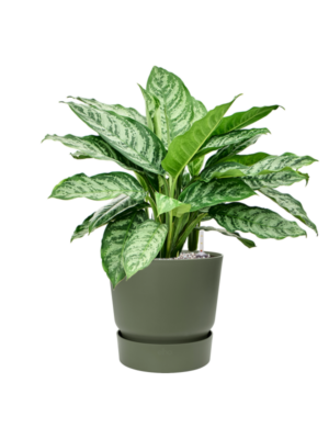Aglaonema 'Chantal' en Greenville
