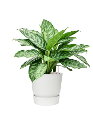 Aglaonema 'Chantal' en Greenville