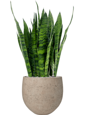Sansevieria zeylanica en Rough