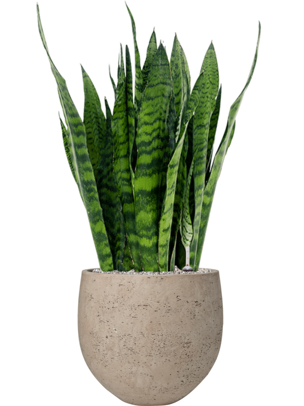Sansevieria zeylanica en Rough, Pottery Pots