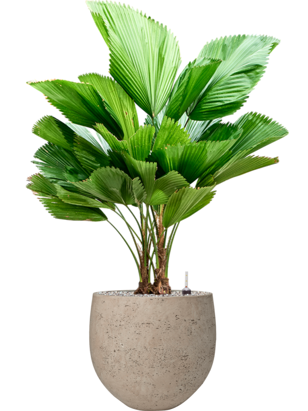 Licuala grandis (90-130) en Rough, Pottery Pots