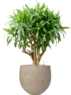 Pleomele (Dracaena) reflexa 'Song of Jamaica' en Rough