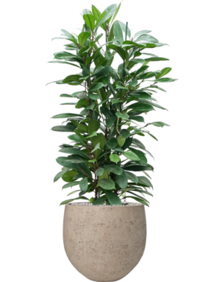 Ficus cyathistipula en Rough