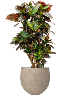 Croton (Codiaeum) variegatum 'Petra' (90-110) en Rough