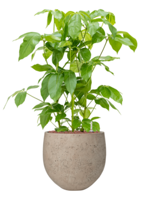 Schefflera actinophylla 'Amate' en Rough
