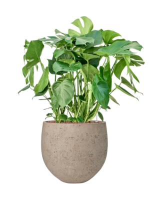 Monstera deliciosa en Rough