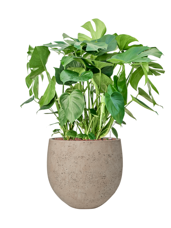 Monstera deliciosa en Rough, Pottery Pots