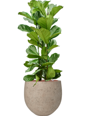 Ficus lyrata en Rough