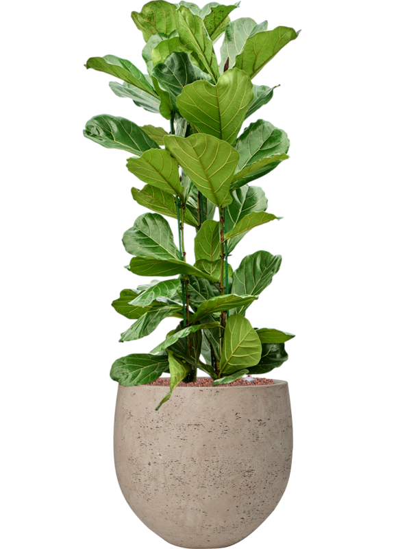 Ficus lyrata en Rough, Pottery Pots