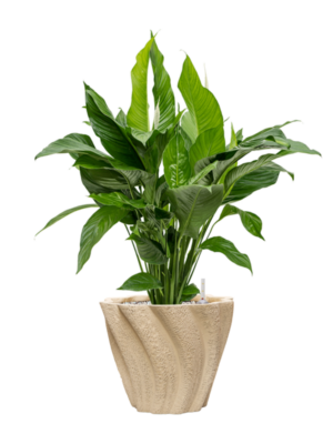 Spathiphyllum 'Sweet Lauretta' en Drift