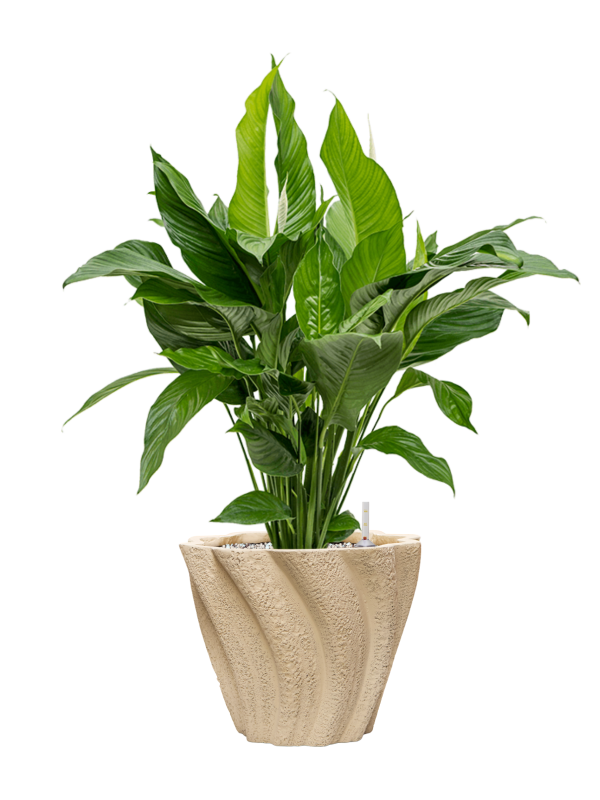 Spathiphyllum 'Sweet Lauretta' en Drift, D&M