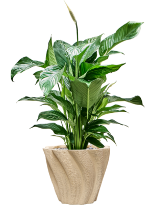 Spathiphyllum 'Sweet Lauretta' en Drift