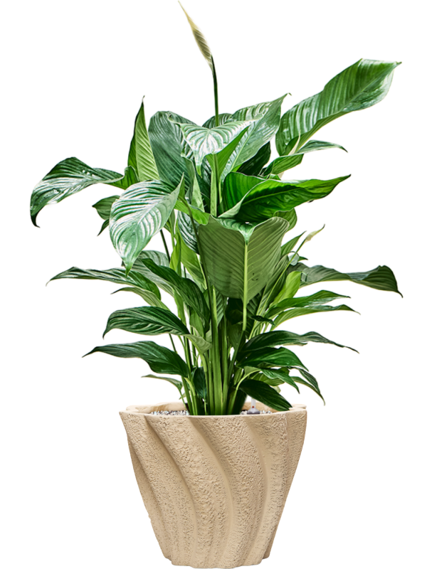 Spathiphyllum 'Sweet Lauretta' en Drift, D&M