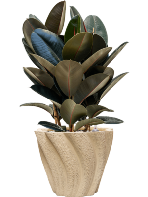 Ficus elastica 'Abidjan' en Drift