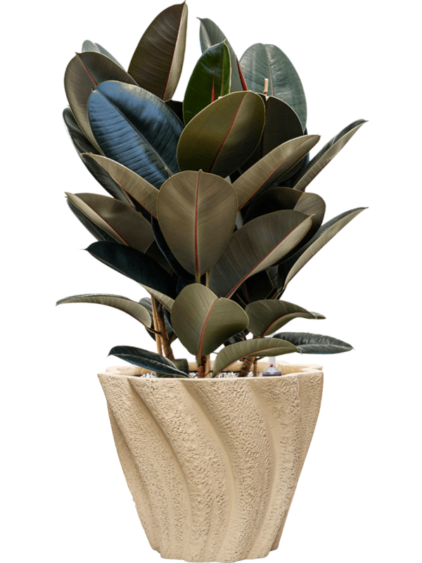 Ficus elastica 'Abidjan' en Drift, D&M