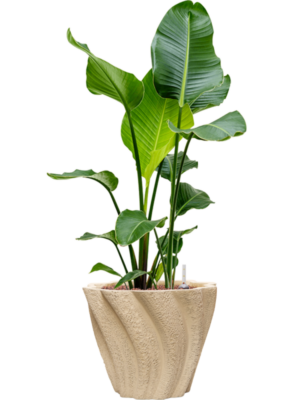 Strelitzia nicolai en Drift