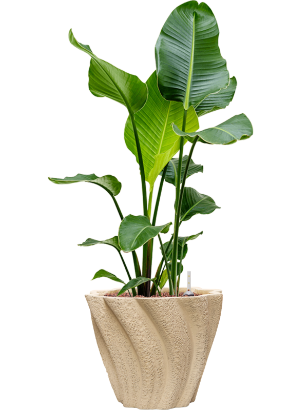 Strelitzia nicolai en Drift, D&M