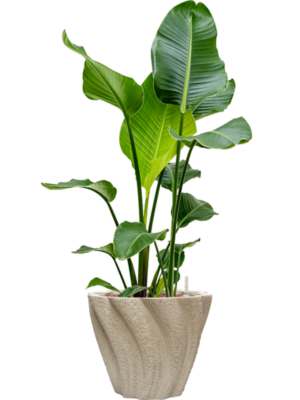 Strelitzia nicolai en Drift