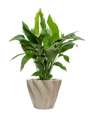 Spathiphyllum 'Sweet Lauretta' en Drift